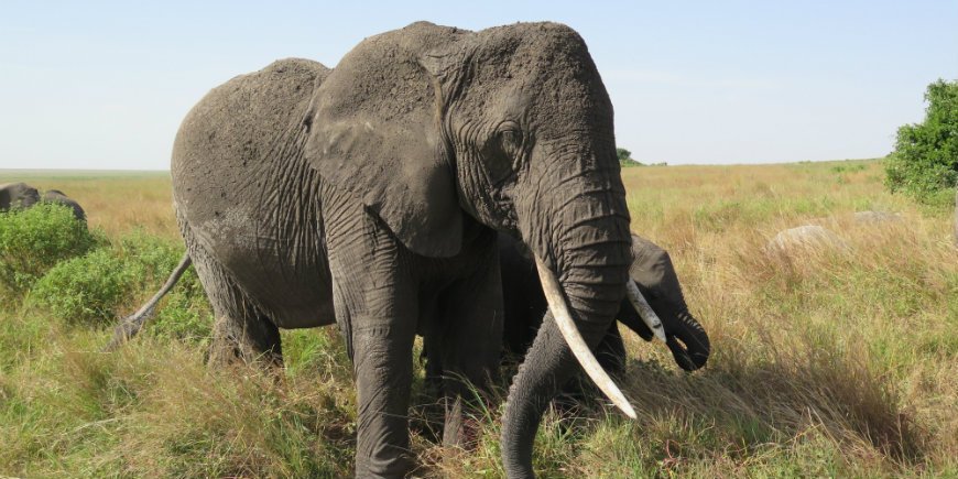 Serengeti elefant