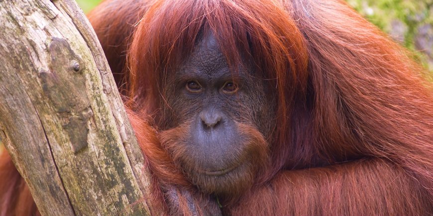 Orangutang Sumatra