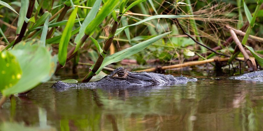 Kaiman i en flod i Pantanal, Brasilien