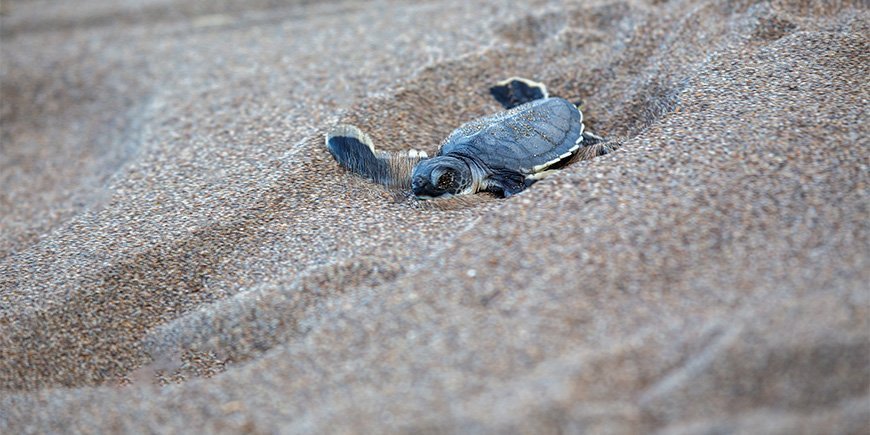 Grøn havskildpadde bevæger sig gennem sandet på stranden i Tortuguero i Costa RIca.