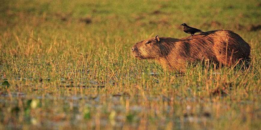 Capybara med fugl på ryggen i Pantanal i Brasilien