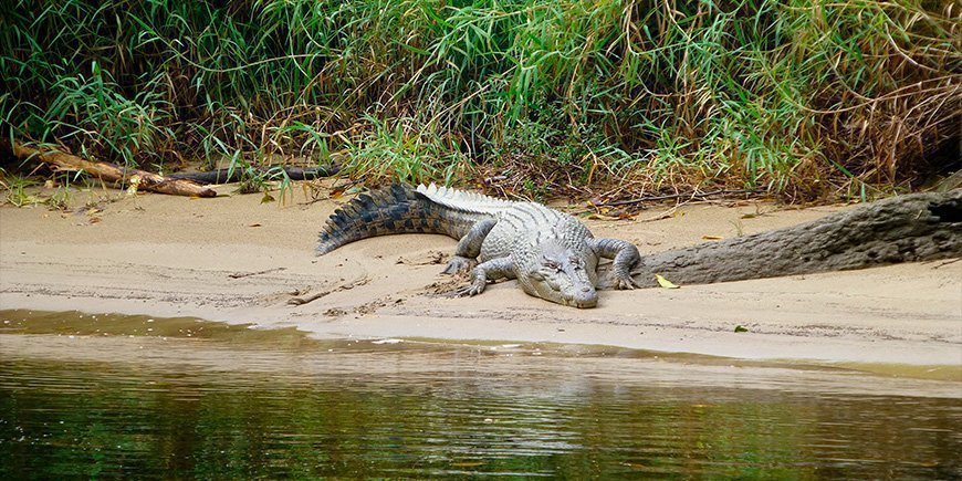 Krokodille ved Daintree River i det nordlige Australien