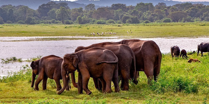 En flok elefanter ved en flod i Udawalawe Nationalpark i Sri Lanka
