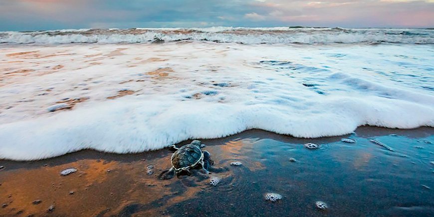 Grøn havskildpadde nærmer sig havet i Tortuguero Nationalpark i Costa Rica
