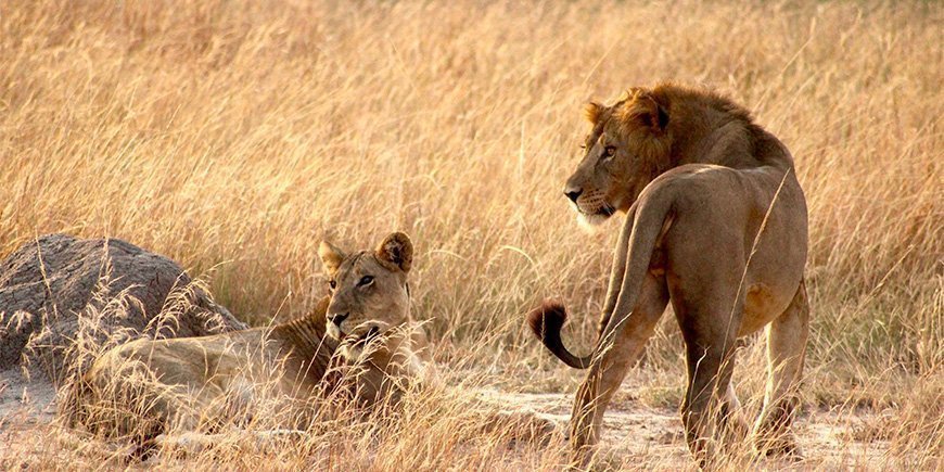 Løve og løvinde i græsset i Queen Elisabeth Nationalpark i Uganda