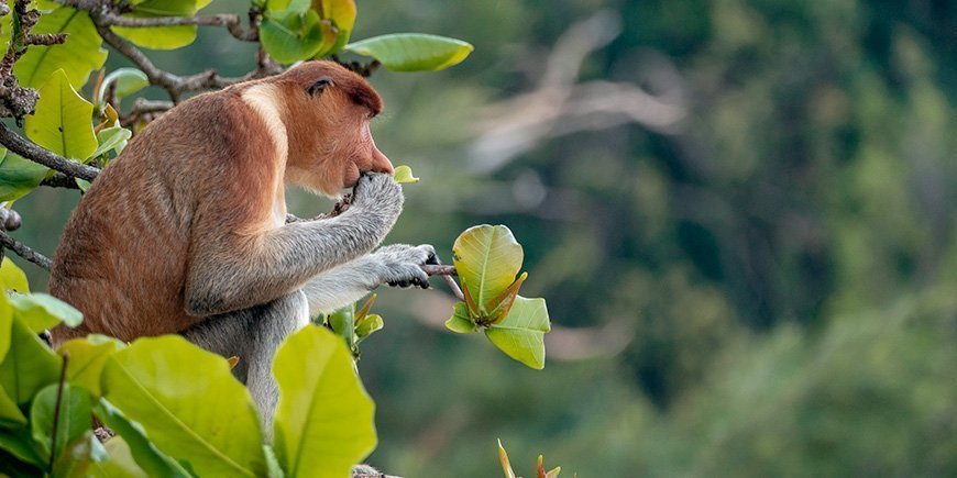 Næseabe i et træ i Bako Nationalpark på Borneo i Malaysia