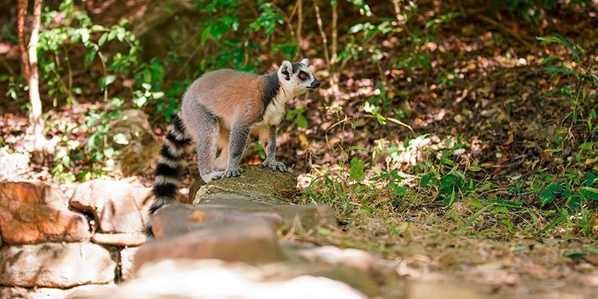 Ringhalet lemur i Isalo Nationalpark i Madagaskar