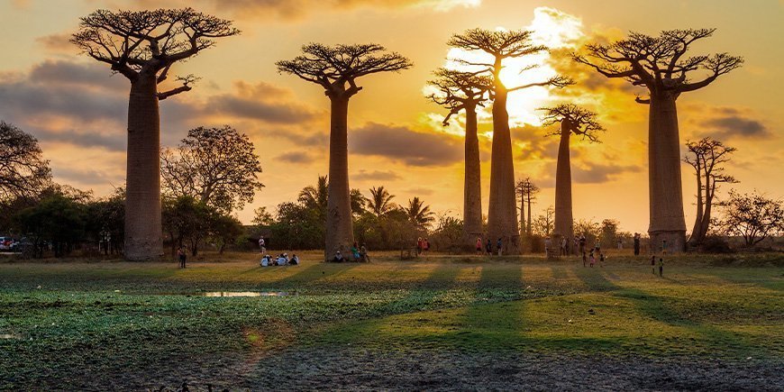 Solnedgang over Avenue de Baobabs i Madagascar