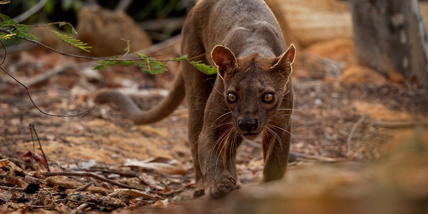 Fossa kigger på kameraet i Madagaskar