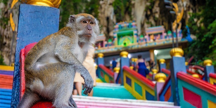 Abe sidder for foden af trappen ved Batu Caves i Malaysia
