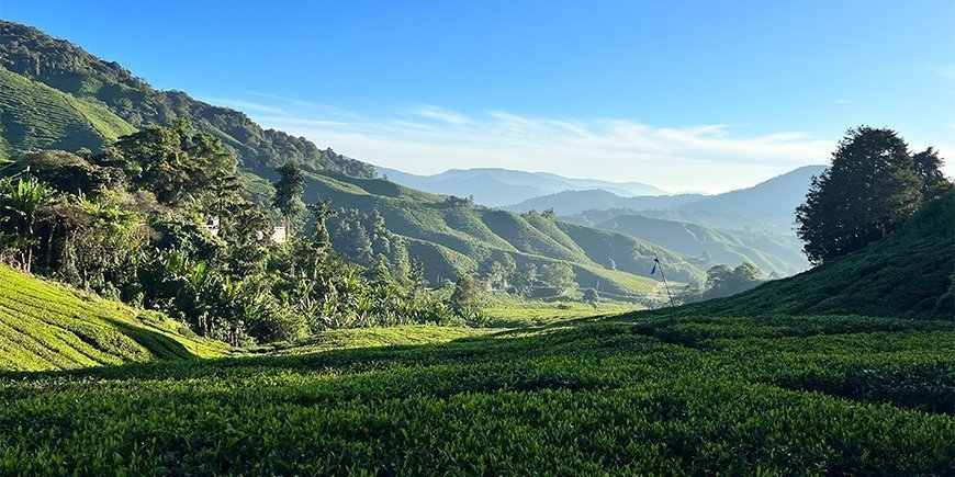 Blå himmel over Cameron Highlands