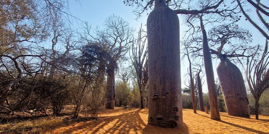 Store baobab-træer i Reniala Reserve