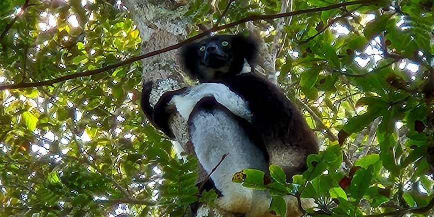 Indri-lemuren i et træ i Andasibe i Madagaskar