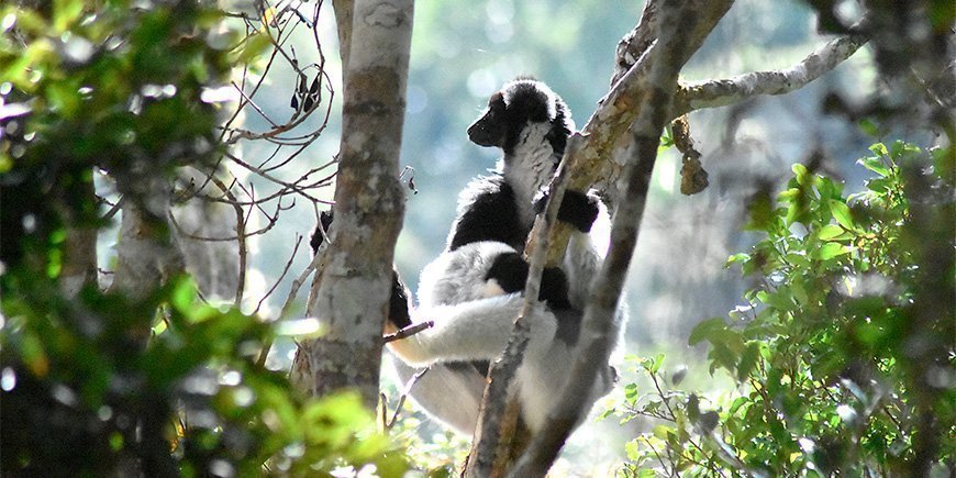 Indrilemur gemmer sig i træerne i Andasibe-Mantadida Nationalpark