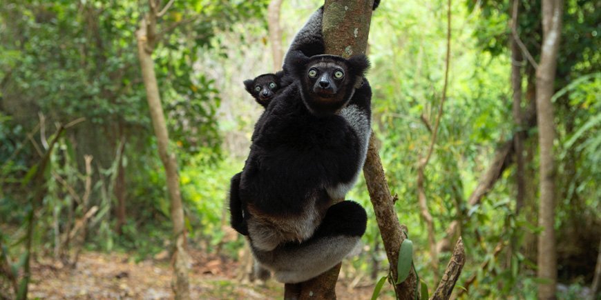 Indri-lemur med baby i skoven et sted i Madagaskar