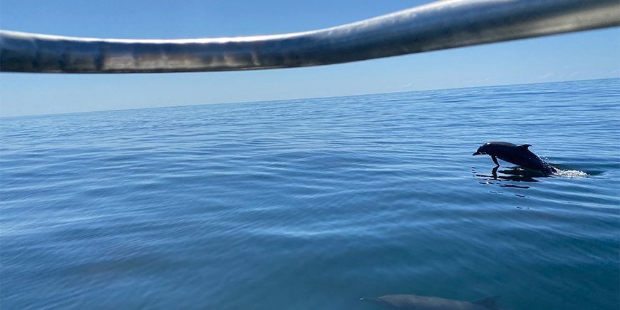 Delfiner ud for båden i Sámara i Costa Rica