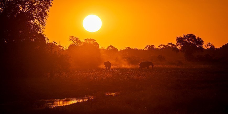 Silhuetter af elefanter ved solnedgang i Okavango-deltaet