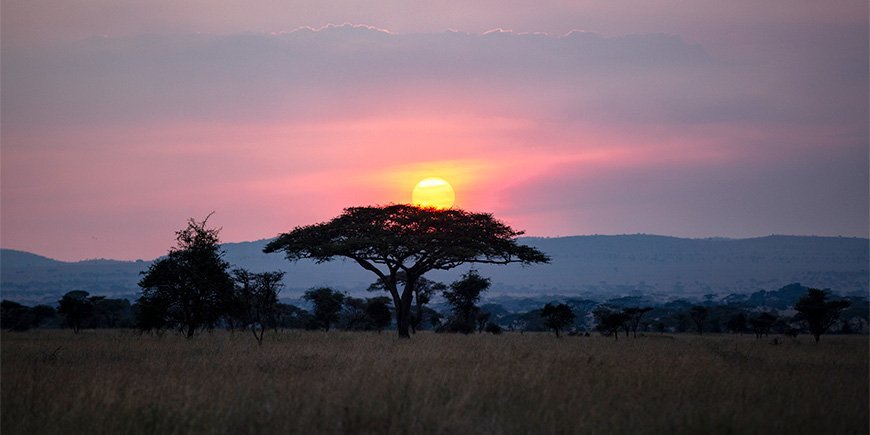 Solen går ned over et baobab-træ i Serengeti i Tanzania