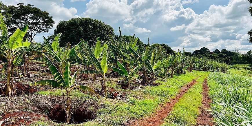 kaffeplantagen Fairview Coffee Estate i Nairobi