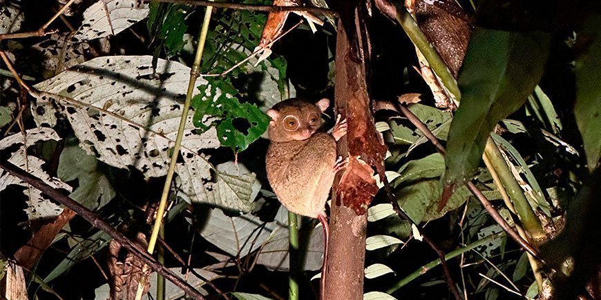 Spøgelsesaben kigger på os fra skoven