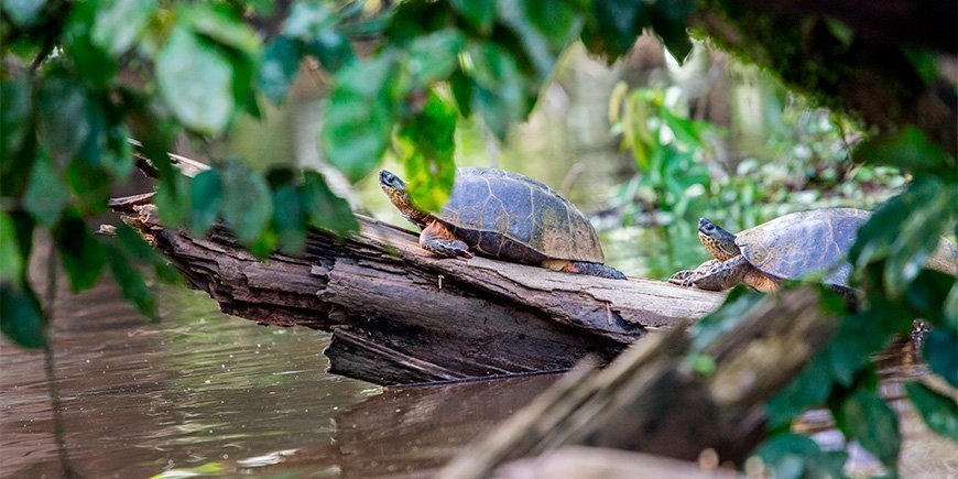 Skildpadder solbader på en træstamme i Tortuguero i Costa Rica