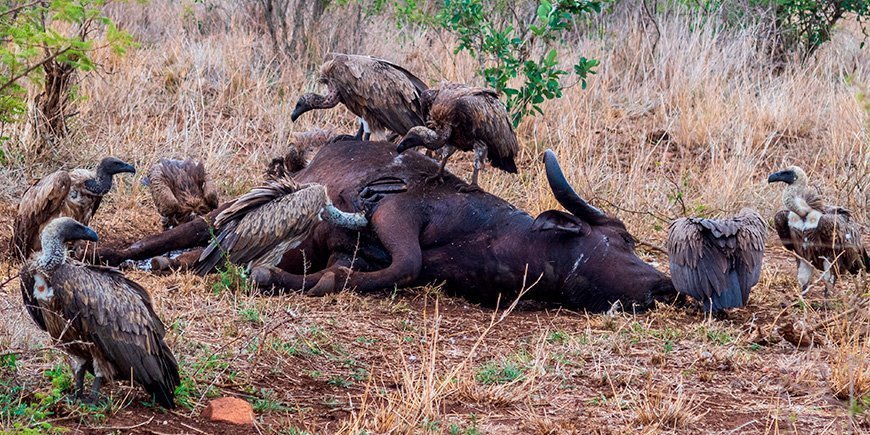 Gribbe spiser en død bøffel