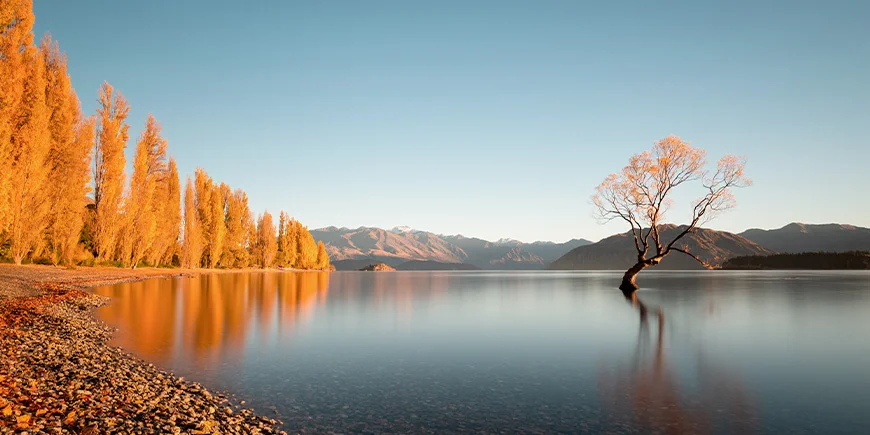 Efterårsfarver ved That Wanaka Tree ved Lake Wanaka i New Zealand