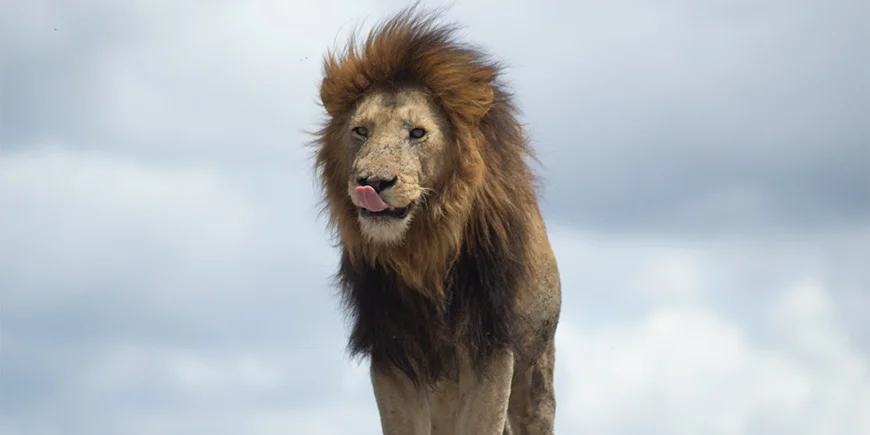 Løve slikker sig om munden