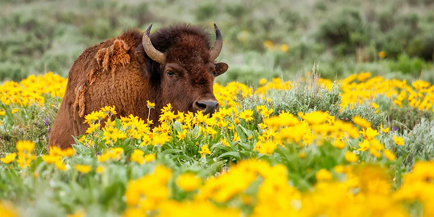 Bison omgivet af blomster i Yellowstone