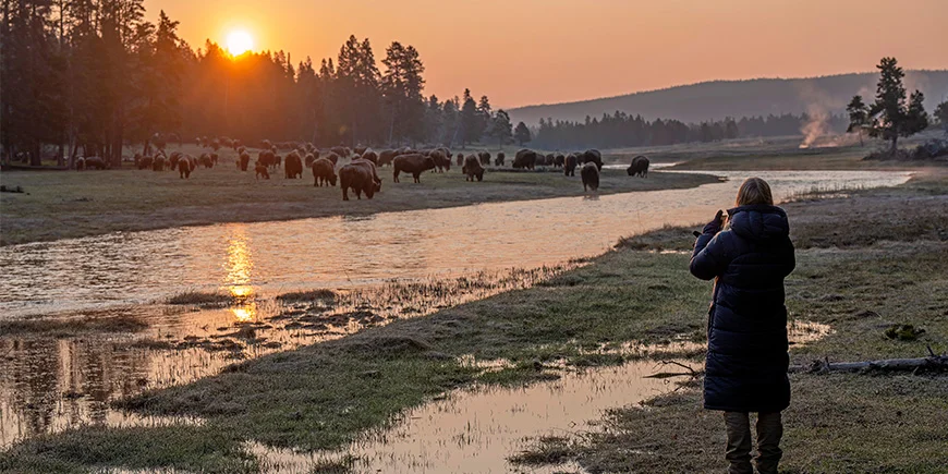 Kvinde tager billede af bisonokser i Yellowstone Nationalpark