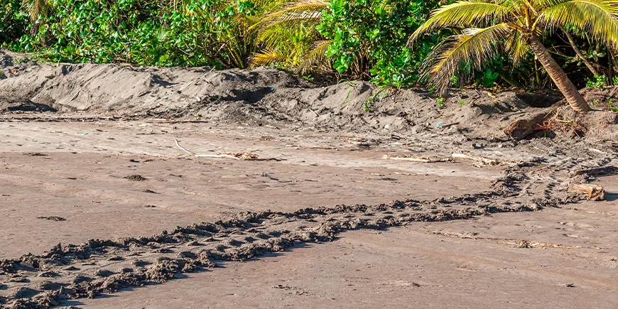 Spor efter havskildpadde på Tortuguero-stranden i Costa Rica