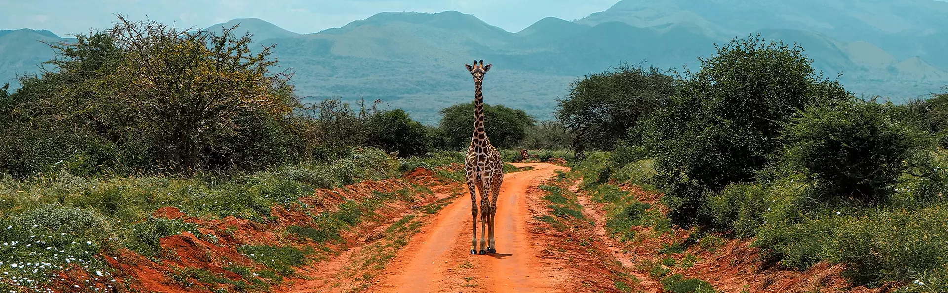 Giraffe on orange road