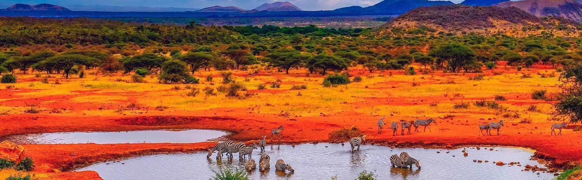 Zebraer ved sø i Tsavo Nationalpark i Kenya