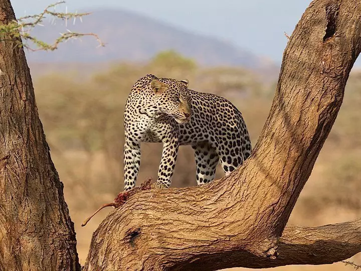 Leopard i et træ i Samburu i Kenya
