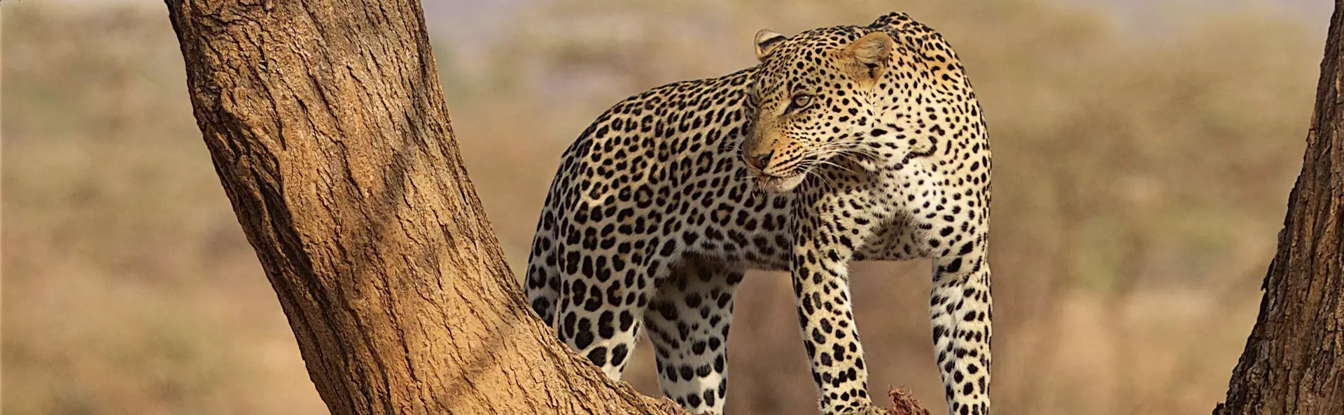 Leopard i et træ i Samburu i Kenya