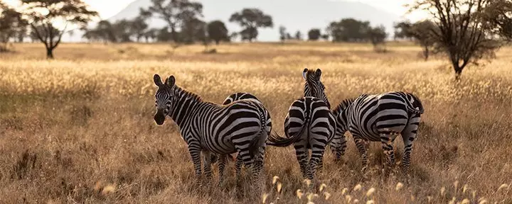 zebraer på savannen i Serengeti