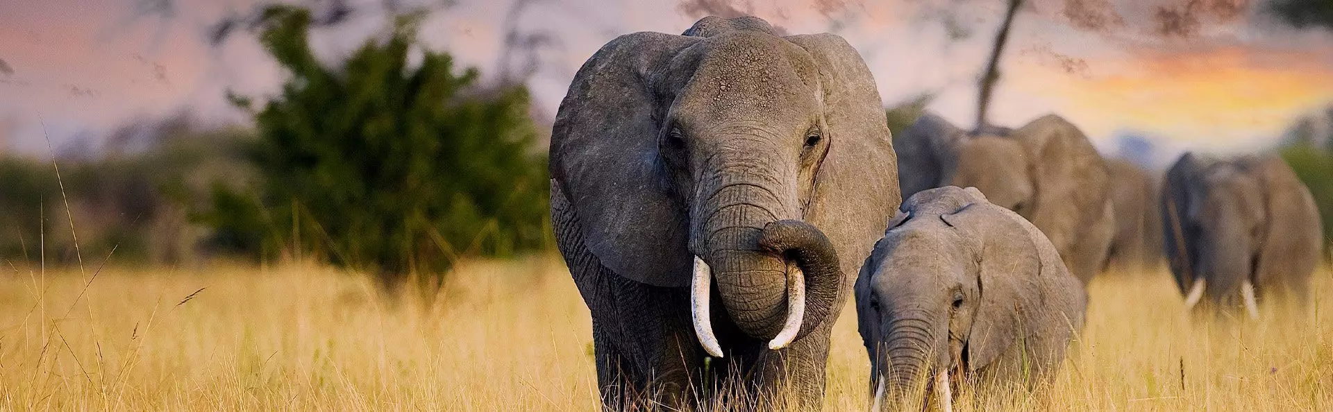 Elefanter går i solnedgangen på savannen