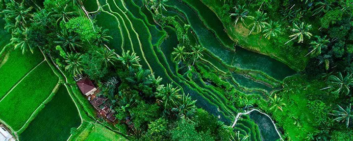 Tegallalang Rismark på Bali, Indonesien