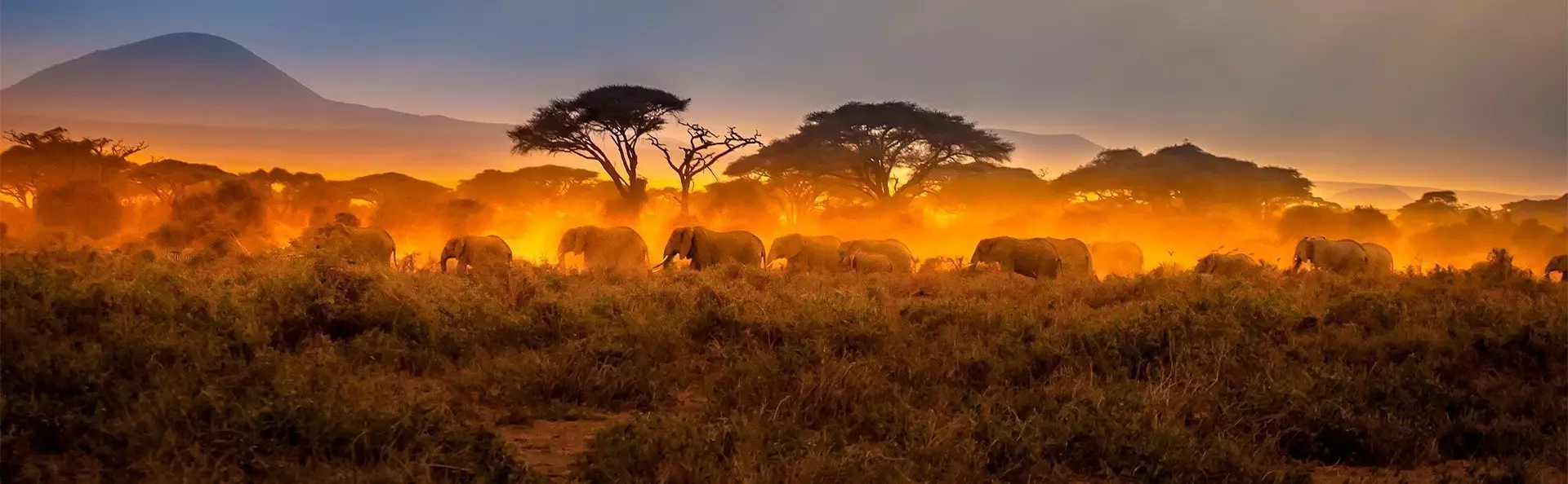 Elefanter går i flok i solnedgangen i Masai Mara