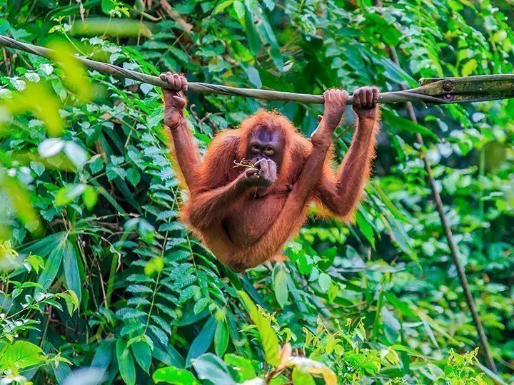 Orangutang i træerne på øen Sumatra
