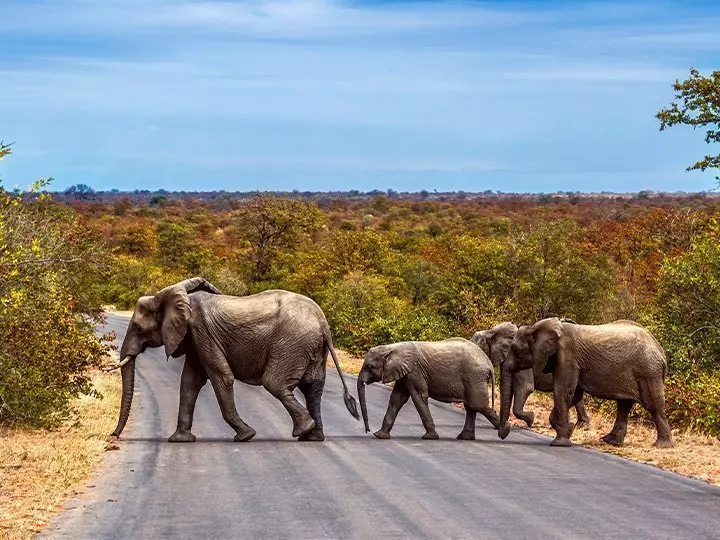 Elefantfamilie krydser vejen i Kruger Nationalpark