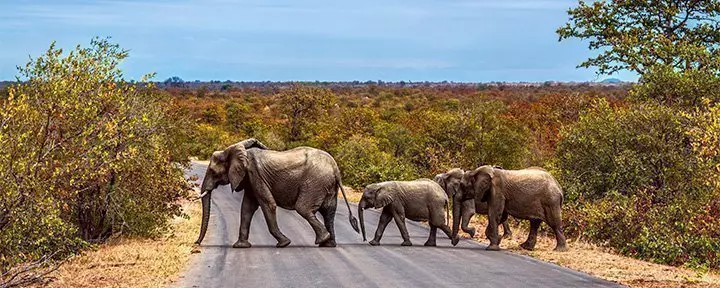 Elefantfamilie krydser vejen i Kruger Nationalpark