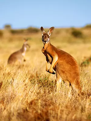 Kænguru i Australien