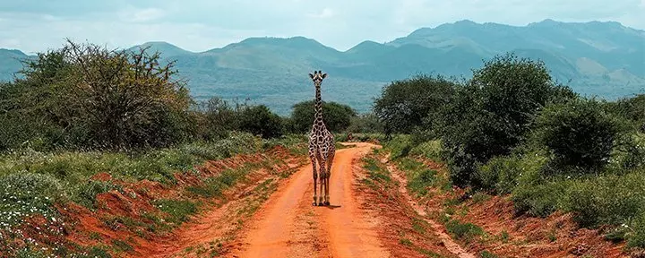 En enlig giraffe står på grusvej i Tsavo i Kenya