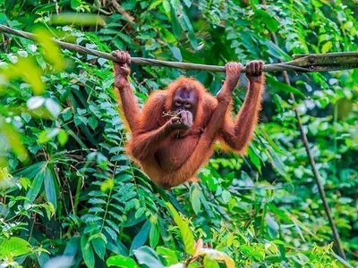 Orangutang i træerne på øen Sumatra