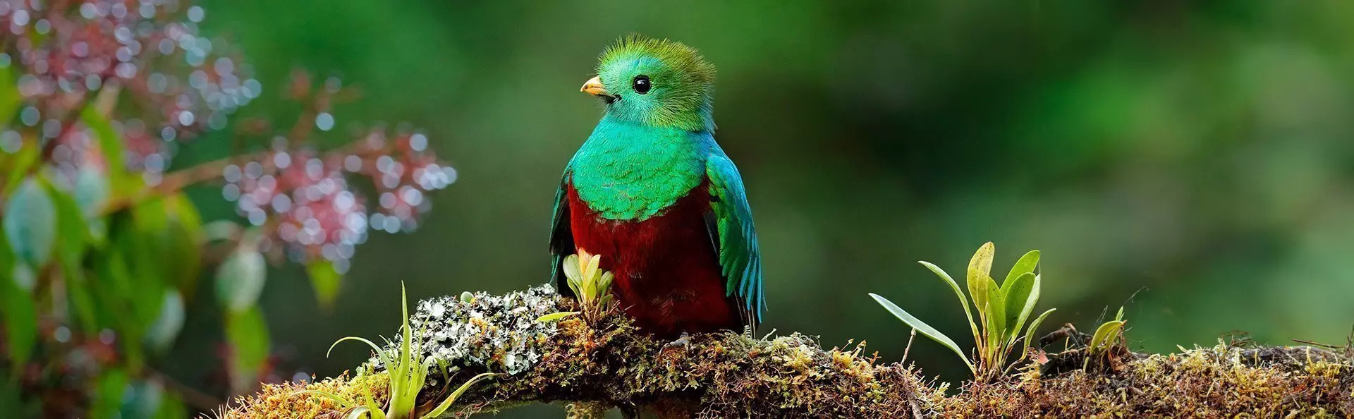 Kolibri svæver ved fuchsiablomster i Costa Rica
