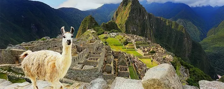 Lama står ved udsigtspunktet Machu Picchu i Peru