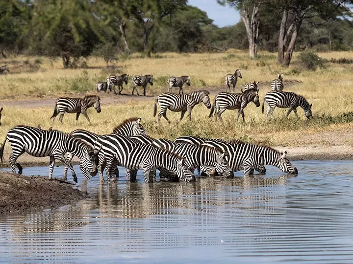 Zebraer drikker ved flod i Tarangire Nationalpark i Tanzania