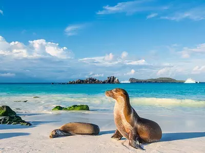 Galapagos-søløver solbader i det sidste sollys på stranden på øen Espanola, Galapagosøerne