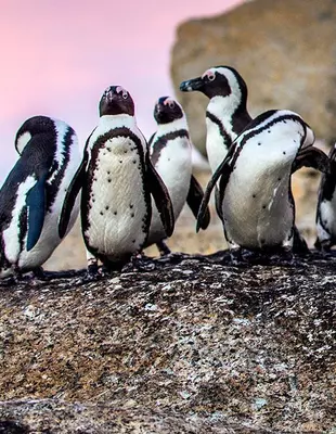 Pingviner ved Boulders Beach i Cape Town